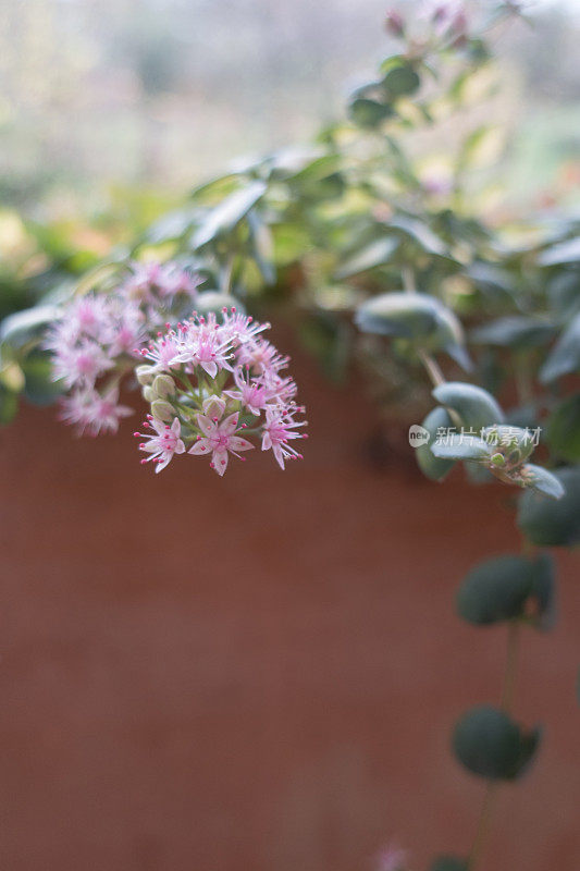 秋季景天(seeboldii mediovarigata)的粉红色花